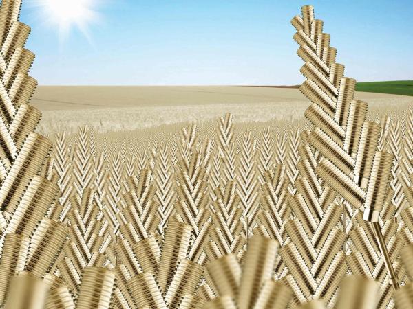 Wheat Fields, agriculture