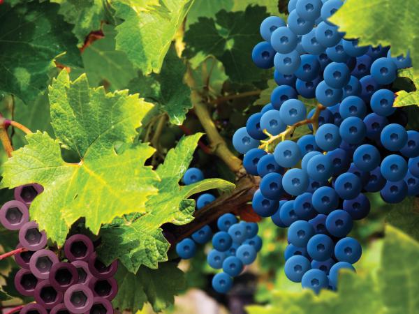 Grapevine, Wine
