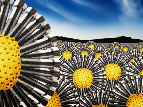 Sun Flowers