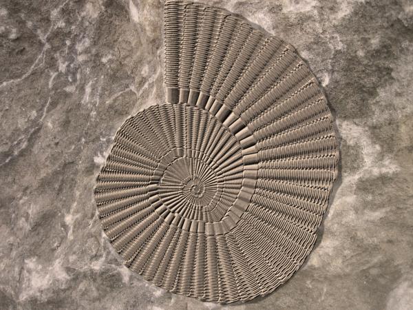 Fossil anemone