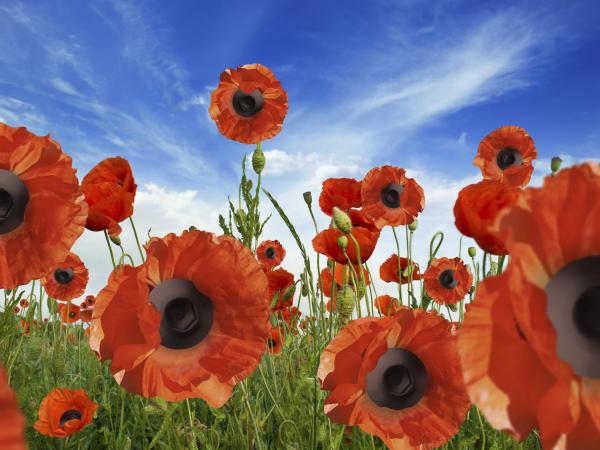 Poppy Fields